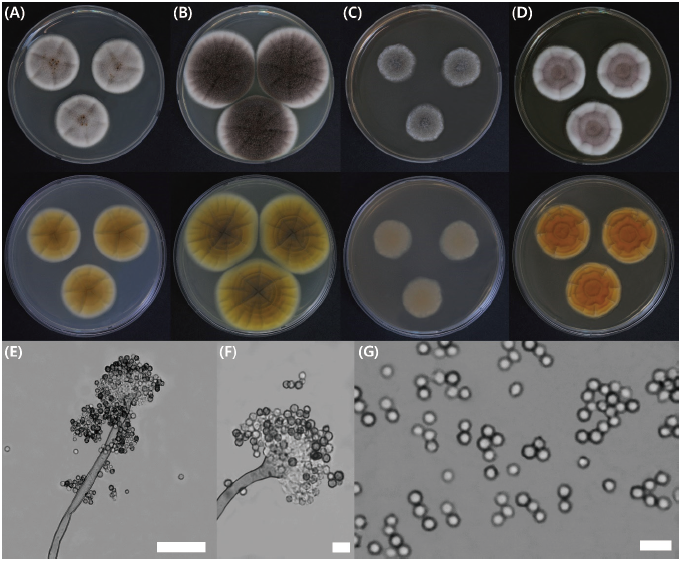https://www.kjmycology.or.kr/images/KJOM/images/N0320490101_image/Figure_KJOM_49_01_01_F2.png