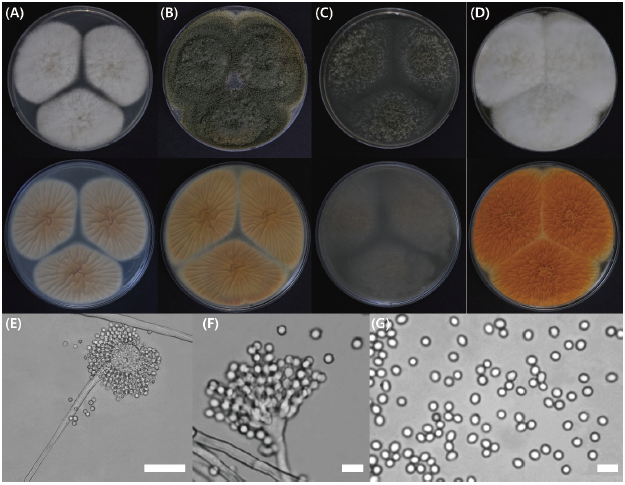 https://www.kjmycology.or.kr/images/KJOM/images/N0320490101_image/Figure_KJOM_49_01_01_F4.png