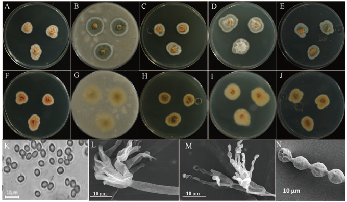 https://www.kjmycology.or.kr/images/KJOM/images/N0320490102_image/Figure_KJOM_49_01_02_F1.png