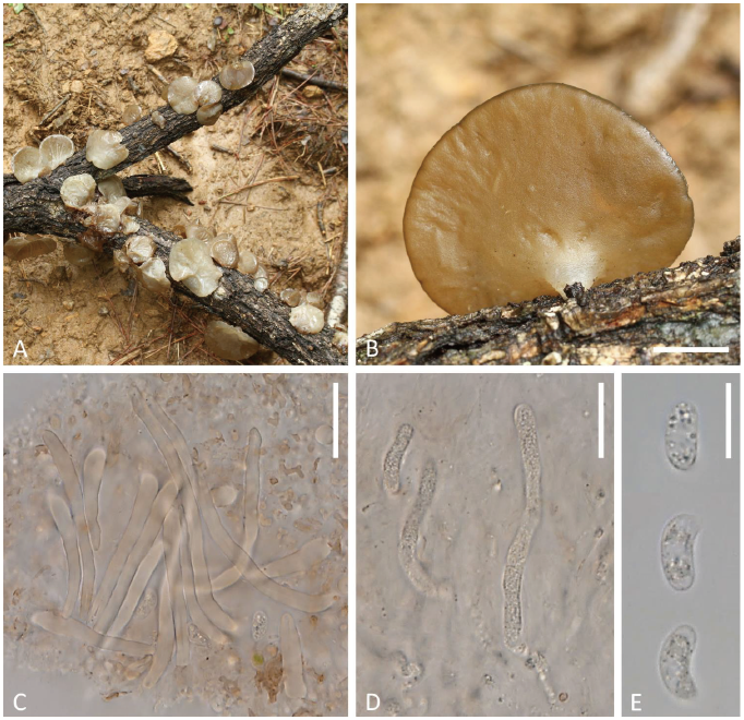 https://www.kjmycology.or.kr/images/KJOM/images/N0320490103_image/Figure_KJOM_49_01_03_F3.png