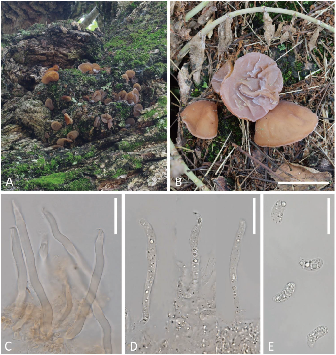 https://www.kjmycology.or.kr/images/KJOM/images/N0320490103_image/Figure_KJOM_49_01_03_F4.png