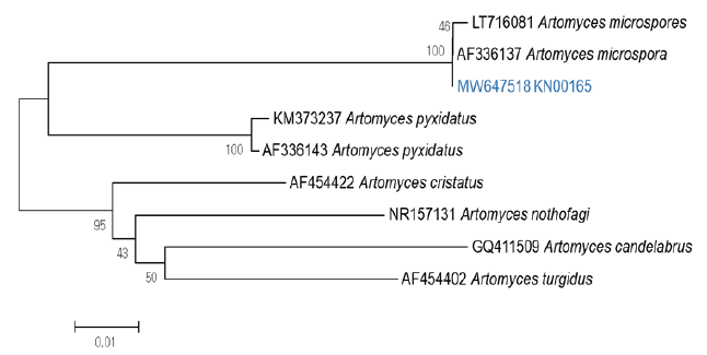 https://www.kjmycology.or.kr/images/KJOM/images/N0320490105_image/Figure_KJOM_49_01_05_F1.png