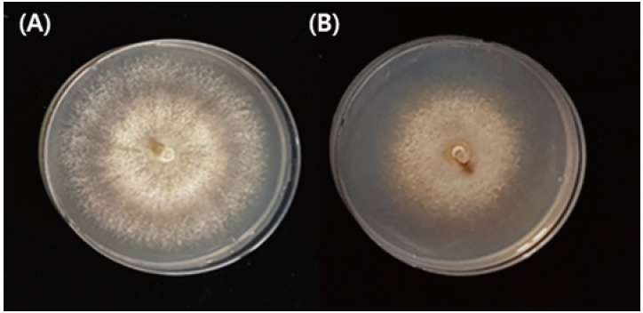 https://www.kjmycology.or.kr/images/KJOM/images/N0320490105_image/Figure_KJOM_49_01_05_F10.png