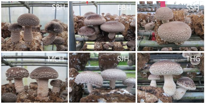 https://www.kjmycology.or.kr/images/KJOM/images/N0320490106_image/Figure_KJOM_49_01_06_F5.png
