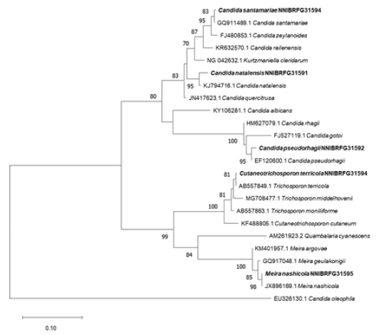 https://www.kjmycology.or.kr/images/KJOM/images/N0320490107_image/Figure_KJOM_49_01_07_F2.png