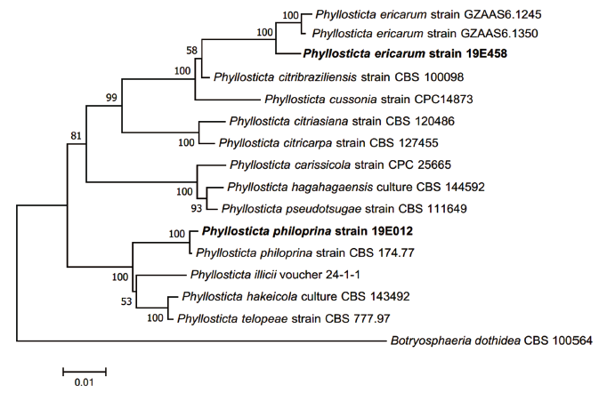 https://www.kjmycology.or.kr/images/KJOM/images/N0320490108_image/Figure_KJOM_49_01_08_F2.png