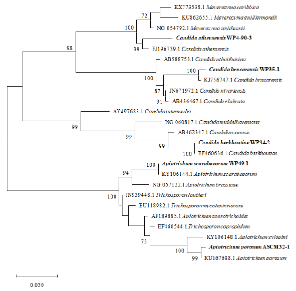 https://www.kjmycology.or.kr/images/KJOM/images/N0320490109_image/Figure_KJOM_49_01_09_F1.png