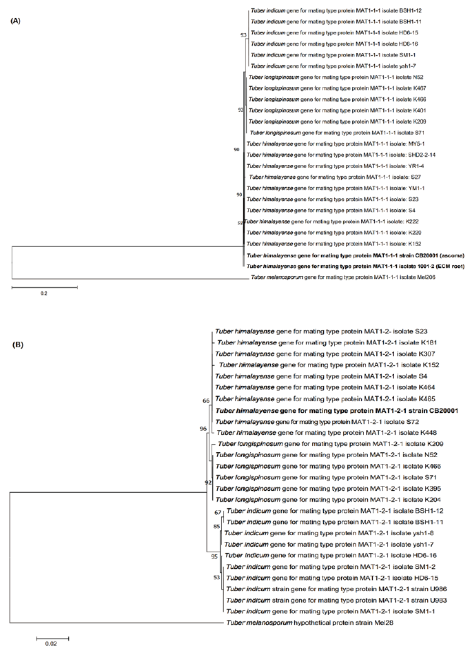 https://www.kjmycology.or.kr/images/KJOM/images/N0320490110_image/Figure_KJOM_49_01_10_F3.png