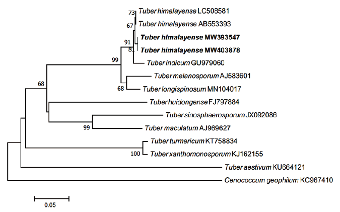 https://www.kjmycology.or.kr/images/KJOM/images/N0320490110_image/Figure_KJOM_49_01_10_F5.png