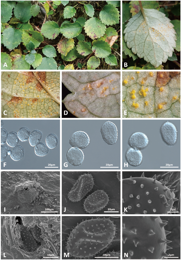 https://www.kjmycology.or.kr/images/KJOM/images/N0320490112_image/Figure_KJOM_49_01_12_F1.png