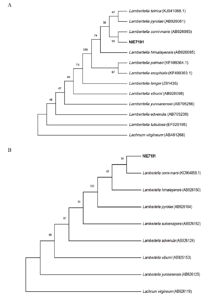 https://www.kjmycology.or.kr/images/KJOM/images/N0320490113_image/Figure_KJOM_49_01_13_F2.png
