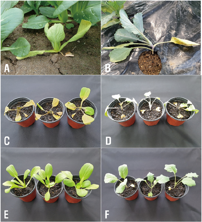 https://www.kjmycology.or.kr/images/KJOM/images/N0320490114_image/Figure_KJOM_49_01_14_F1.png