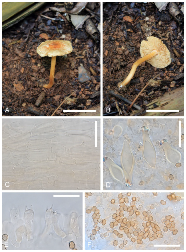 https://www.kjmycology.or.kr/images/KJOM/images/N0320490201_image/Fig_KJOM_49_02_01_F2.png