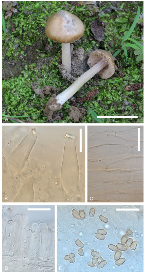 https://www.kjmycology.or.kr/images/KJOM/images/N0320490201_image/Fig_KJOM_49_02_01_F4.png