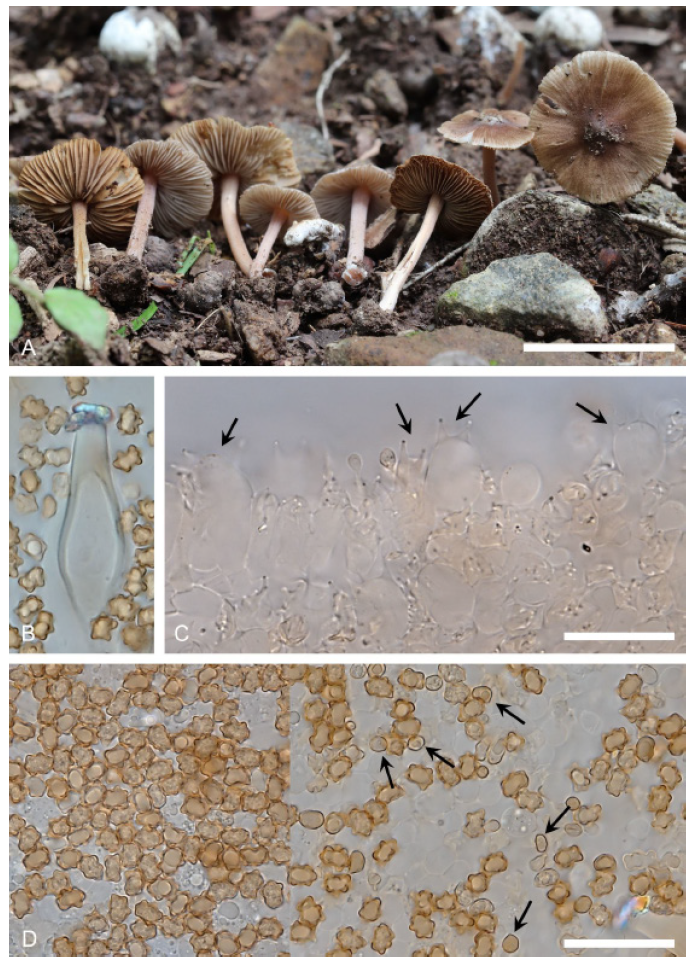 https://www.kjmycology.or.kr/images/KJOM/images/N0320490201_image/Fig_KJOM_49_02_01_F5.png