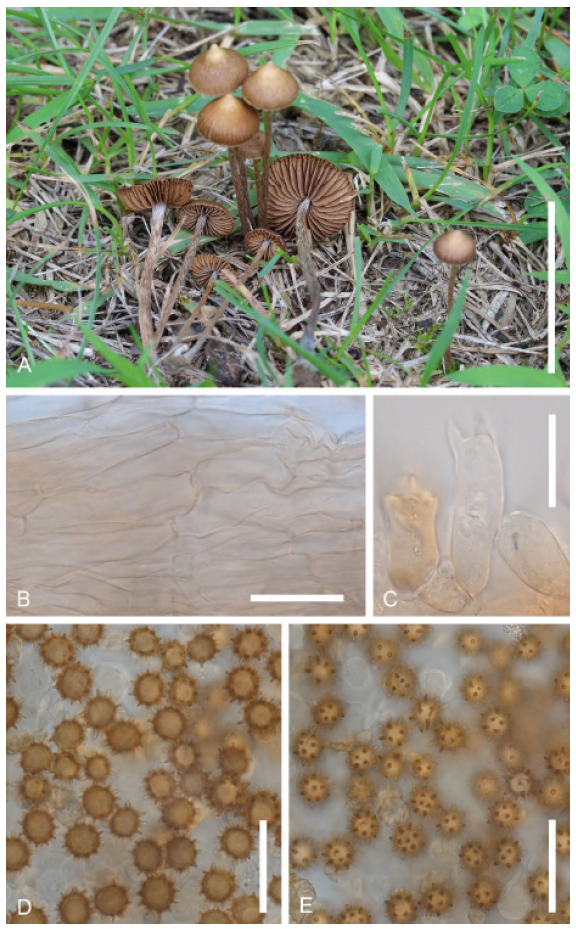https://www.kjmycology.or.kr/images/KJOM/images/N0320490201_image/Fig_KJOM_49_02_01_F6.png