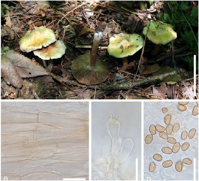 https://www.kjmycology.or.kr/images/KJOM/images/N0320490201_image/Fig_KJOM_49_02_01_F7.png