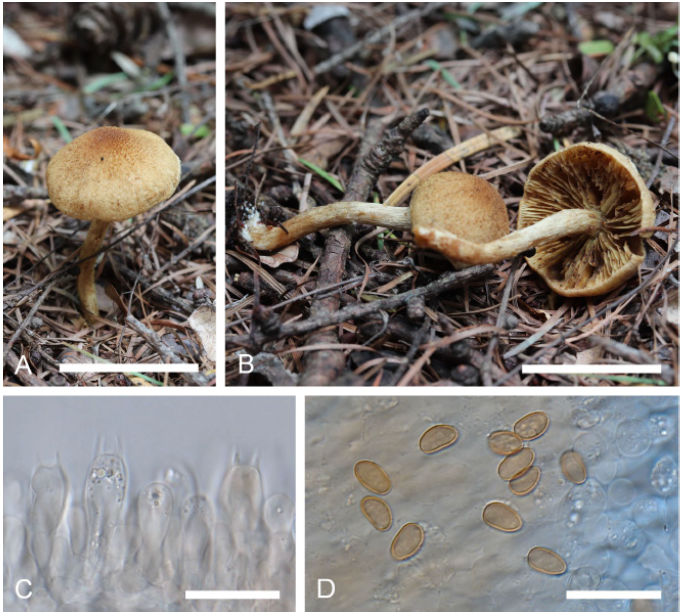 https://www.kjmycology.or.kr/images/KJOM/images/N0320490201_image/Fig_KJOM_49_02_01_F8.png
