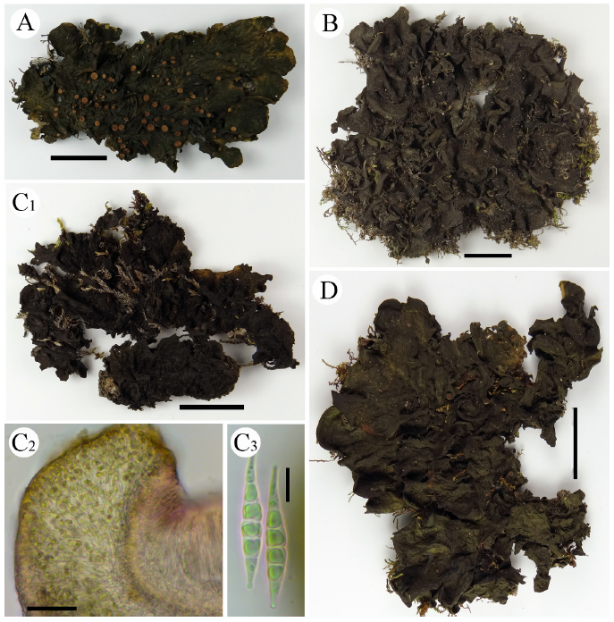 https://www.kjmycology.or.kr/images/KJOM/images/N0320490202_image/Fig_KJOM_49_02_02_F1-1.png