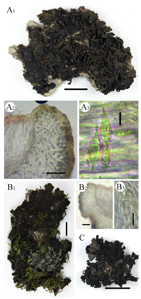 https://www.kjmycology.or.kr/images/KJOM/images/N0320490202_image/Fig_KJOM_49_02_02_F1-4.png