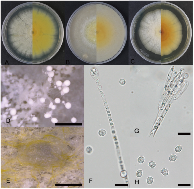 https://www.kjmycology.or.kr/images/KJOM/images/N0320490203_image/Fig_KJOM_49_02_03_F1.png