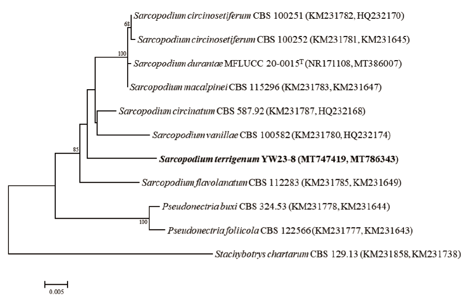 https://www.kjmycology.or.kr/images/KJOM/images/N0320490203_image/Fig_KJOM_49_02_03_F2.png