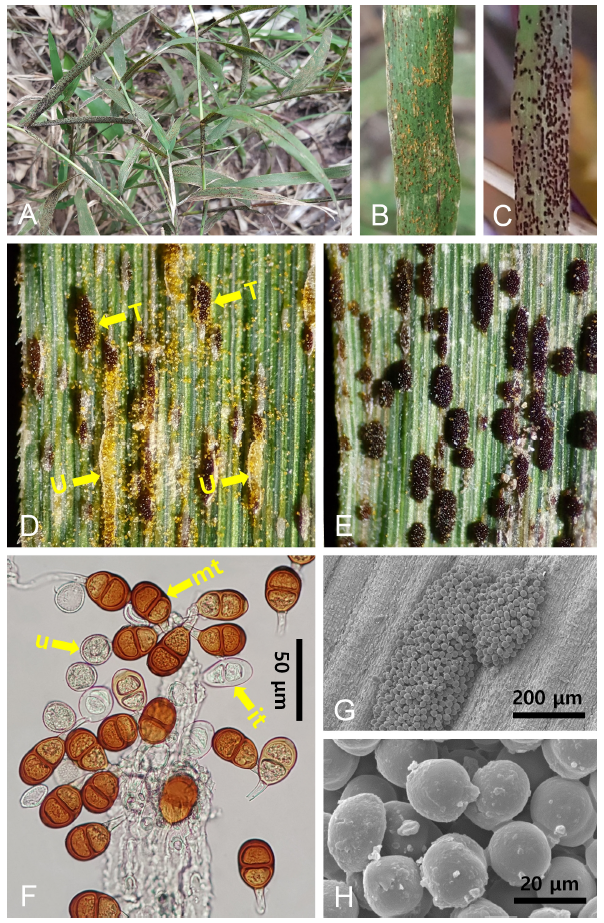 https://www.kjmycology.or.kr/images/KJOM/images/N0320490209_image/Fig_KJOM_49_02_09_F1.png