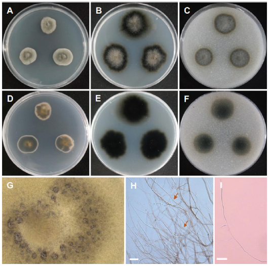 https://www.kjmycology.or.kr/images/KJOM/images/N0320490301_image/Fig_KJOM_49_03_01_F11.png