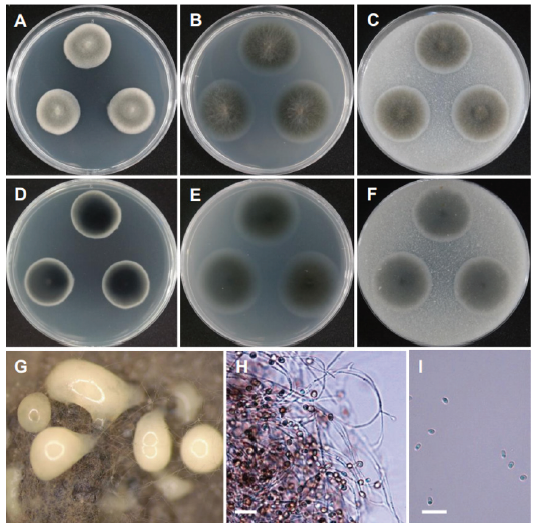 https://www.kjmycology.or.kr/images/KJOM/images/N0320490301_image/Fig_KJOM_49_03_01_F12.png