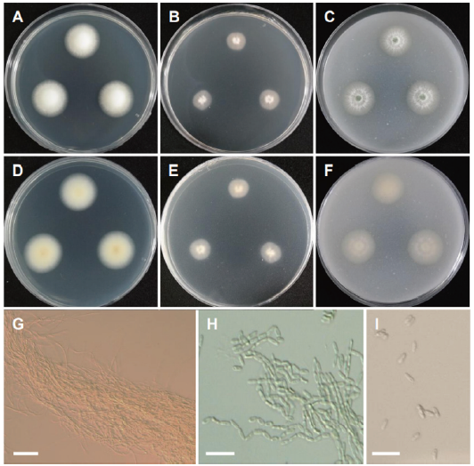 https://www.kjmycology.or.kr/images/KJOM/images/N0320490301_image/Fig_KJOM_49_03_01_F14.png