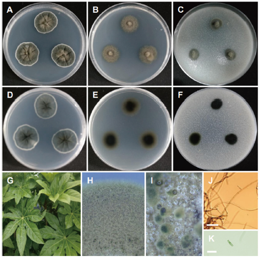 https://www.kjmycology.or.kr/images/KJOM/images/N0320490301_image/Fig_KJOM_49_03_01_F15.png