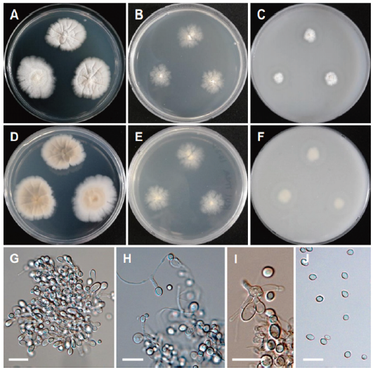 https://www.kjmycology.or.kr/images/KJOM/images/N0320490301_image/Fig_KJOM_49_03_01_F16.png