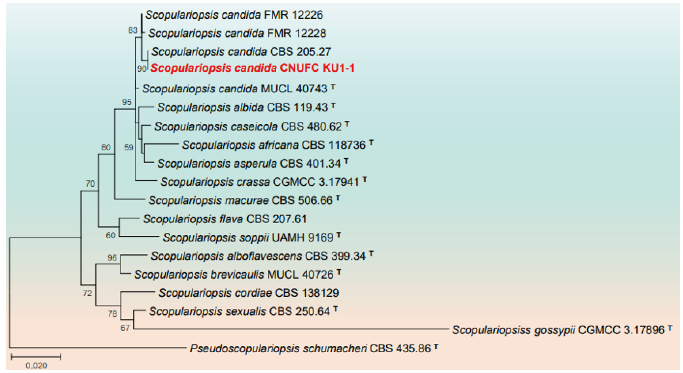 https://www.kjmycology.or.kr/images/KJOM/images/N0320490301_image/Fig_KJOM_49_03_01_F7.png