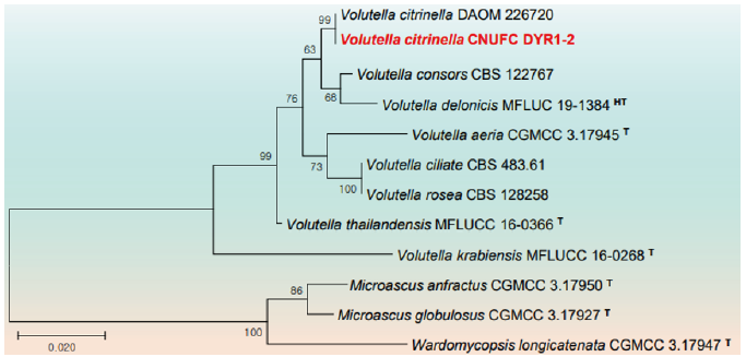 https://www.kjmycology.or.kr/images/KJOM/images/N0320490301_image/Fig_KJOM_49_03_01_F8.png