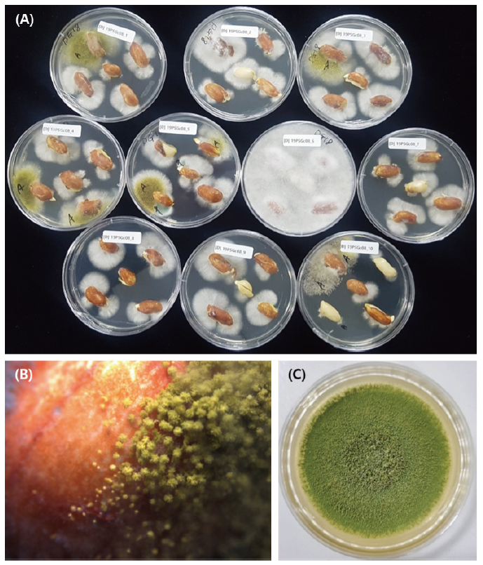 https://www.kjmycology.or.kr/images/KJOM/images/N0320490304_image/Fig_KJOM_49_03_04_F1.png