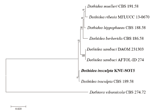 https://www.kjmycology.or.kr/images/KJOM/images/N0320490305_image/Fig_KJOM_49_03_05_F2.png