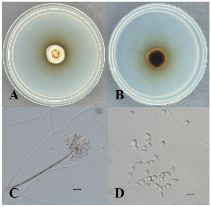 https://www.kjmycology.or.kr/images/KJOM/images/N0320490306_image/Fig_KJOM_49_03_06_F3.png