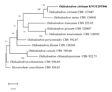 https://www.kjmycology.or.kr/images/KJOM/images/N0320490306_image/Fig_KJOM_49_03_06_F4.png