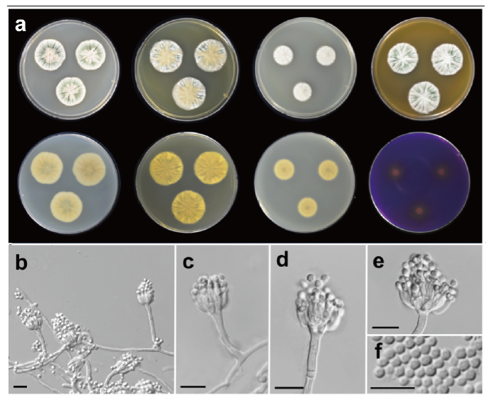 https://www.kjmycology.or.kr/images/KJOM/images/N0320490308_image/Fig_KJOM_49_03_08_F2.png