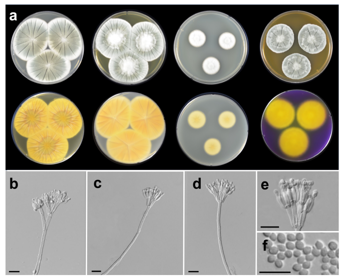 https://www.kjmycology.or.kr/images/KJOM/images/N0320490308_image/Fig_KJOM_49_03_08_F3.png