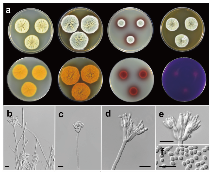 https://www.kjmycology.or.kr/images/KJOM/images/N0320490308_image/Fig_KJOM_49_03_08_F4.png
