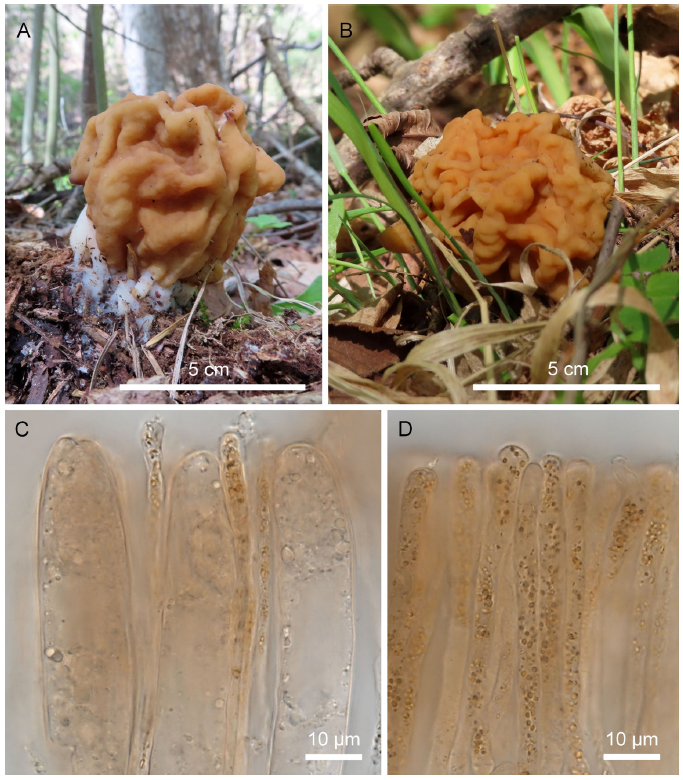 https://www.kjmycology.or.kr/images/KJOM/images/N0320490309_image/Fig_KJOM_49_03_09_F3.png