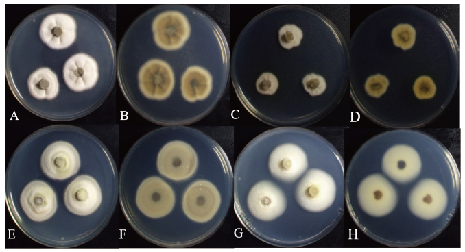 https://www.kjmycology.or.kr/images/KJOM/images/N0320490310_image/Fig_KJOM_49_03_10_F1.png