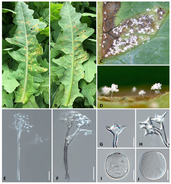 https://www.kjmycology.or.kr/images/KJOM/images/N0320490311_image/Fig_KJOM_49_03_11_F1.png