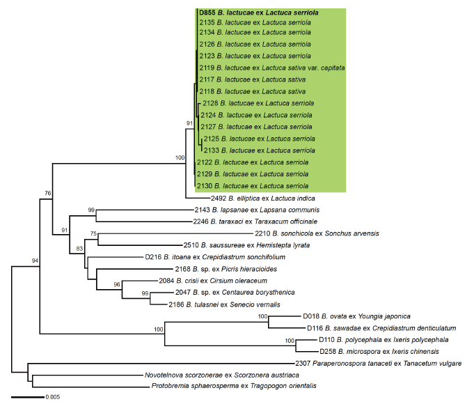 https://www.kjmycology.or.kr/images/KJOM/images/N0320490311_image/Fig_KJOM_49_03_11_F2.png