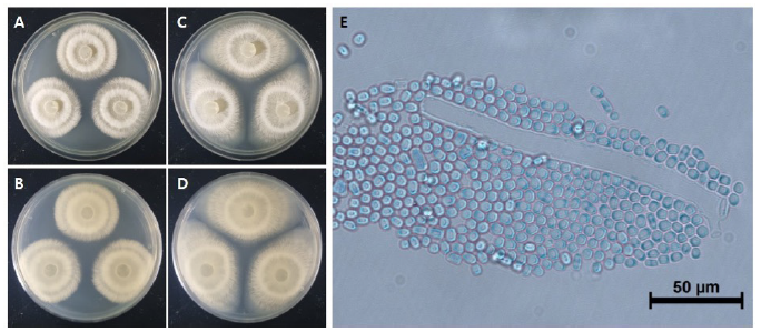 https://www.kjmycology.or.kr/images/KJOM/images/N0320490313_image/Fig_KJOM_49_03_13_F1.png