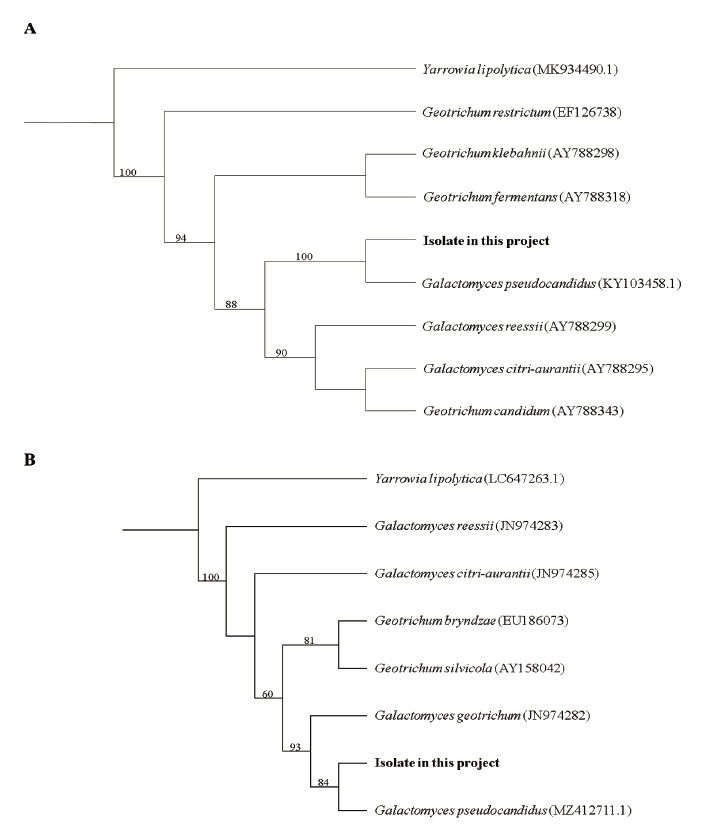 https://www.kjmycology.or.kr/images/KJOM/images/N0320490313_image/Fig_KJOM_49_03_13_F2.png