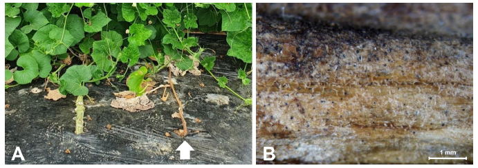 https://www.kjmycology.or.kr/images/KJOM/images/N0320490314_image/Fig_KJOM_49_03_14_F1.png