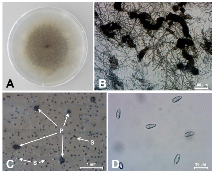 https://www.kjmycology.or.kr/images/KJOM/images/N0320490314_image/Fig_KJOM_49_03_14_F2.png