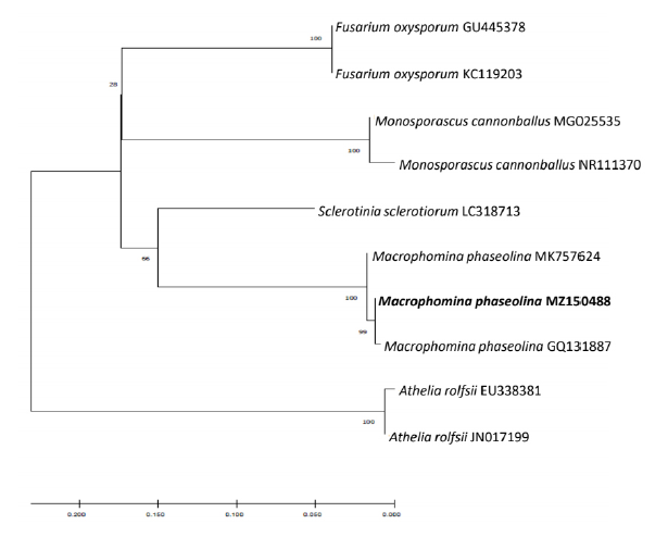 https://www.kjmycology.or.kr/images/KJOM/images/N0320490314_image/Fig_KJOM_49_03_14_F3.png